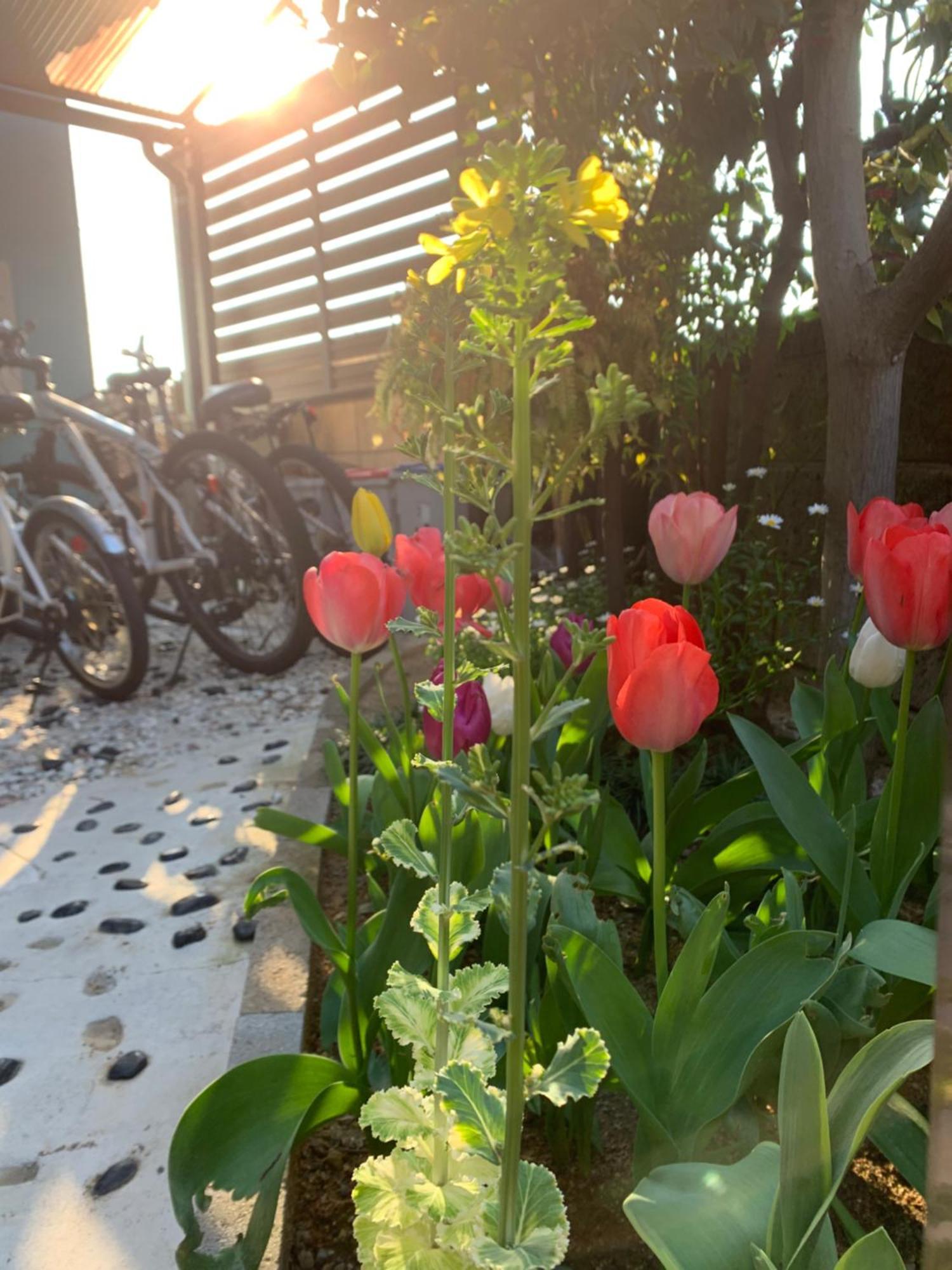 幽舍の庭 Apartment อิซุมิซาโนะ ภายนอก รูปภาพ